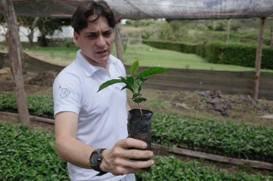 ORIGIN REPORT // Ecuador, Hacienda La Papaya