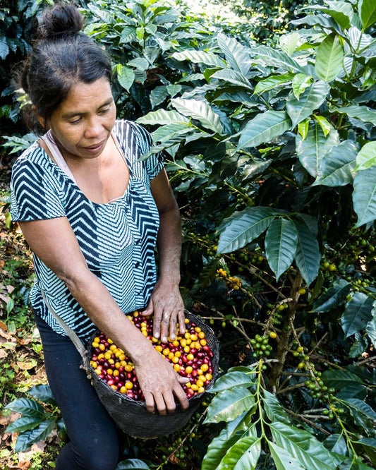 Single Origin Coffee being roasted