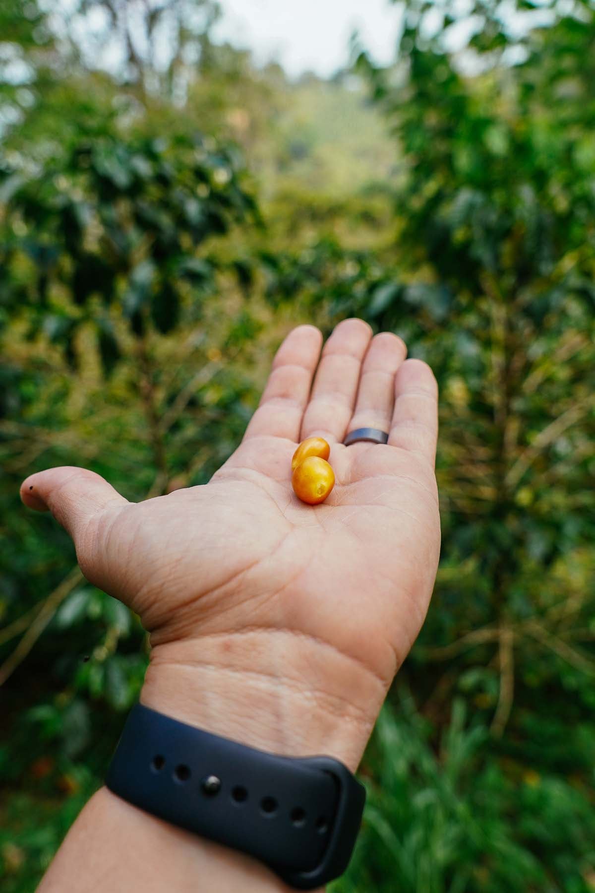 Picture of left hand, holding 2 cherry coffee beans at coffee origin